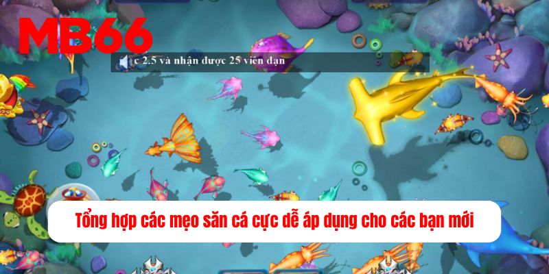 Tổng hợp các mẹo săn cá cực dễ áp dụng cho các bạn mới&nbsp;