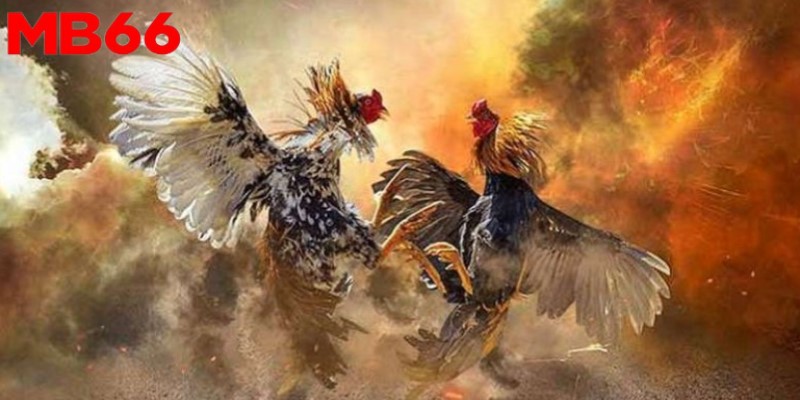 Mẹo đá gà cựa dao - Diễn ra nhiều giải đấu kịch tính&nbsp;