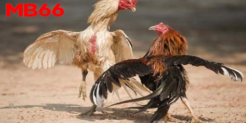 Mẹo đá gà cựa dao - Thành viên hãy nắm chắc luật chơi&nbsp;