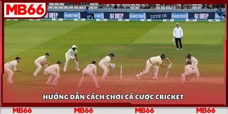 Hướng dẫn cách chơi cá cược cricket&nbsp;